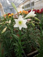 [5146 Bright Tower 18 ST No02.JPG]